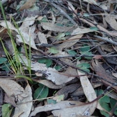 Acianthus collinus at Aranda, ACT - suppressed
