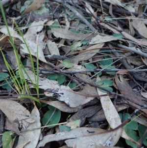 Acianthus collinus at Aranda, ACT - suppressed