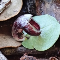 Corysanthes incurva (Slaty Helmet Orchid) at Aranda, ACT - 10 Aug 2020 by CathB