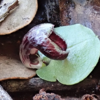 Corysanthes incurva (Slaty Helmet Orchid) at Point 4081 - 10 Aug 2020 by CathB