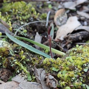 Cyanicula caerulea at Holt, ACT - suppressed