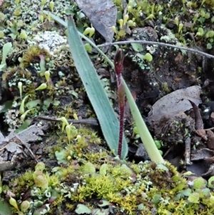 Cyanicula caerulea at Holt, ACT - suppressed