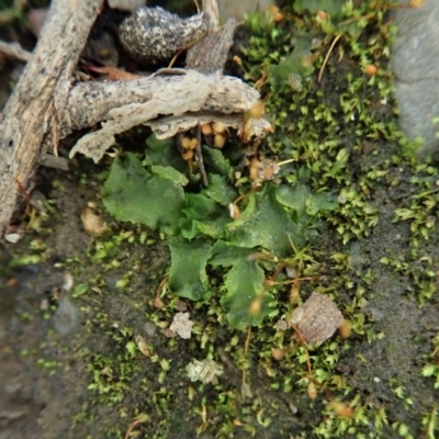 Phaeoceros sp. at Aranda Bushland - 10 Aug 2020 by CathB