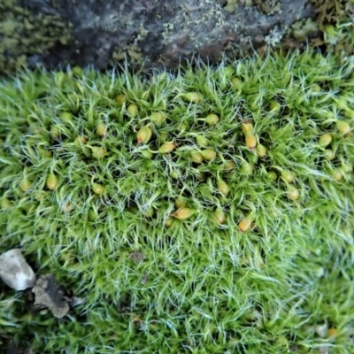 Grimmia sp. (A moss) at Aranda Bushland - 10 Aug 2020 by CathB