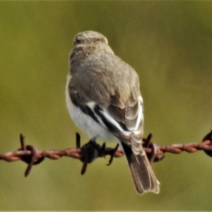 Petroica goodenovii at Tennent, ACT - 12 Aug 2020