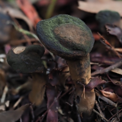 Sanguinoderma rude (Red-staining Stalked Polypore) at Latham, ACT - 15 Jul 2020 by Caric