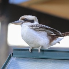 Dacelo novaeguineae (Laughing Kookaburra) at Higgins, ACT - 11 Aug 2020 by Alison Milton