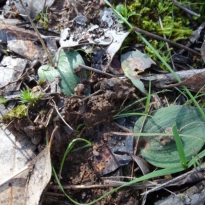 Eriochilus cucullatus at Bookham, NSW - 29 Jul 2020