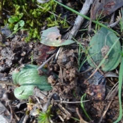 Eriochilus cucullatus at Bookham, NSW - 29 Jul 2020