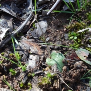 Eriochilus cucullatus at Bookham, NSW - 29 Jul 2020