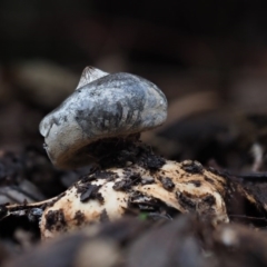 Geastrum tenuipes (An earthstar) at Flynn, ACT - 11 Jul 2020 by Caric