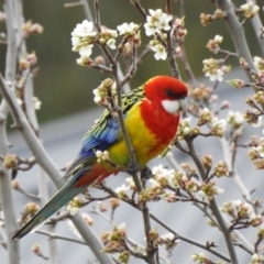 Platycercus eximius (Eastern Rosella) at West Wodonga, VIC - 9 Aug 2020 by Michelleco
