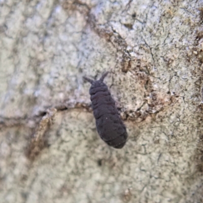 Hypogastrura sp. (genus) (A Springtail) at Aranda Bushland - 11 Aug 2020 by CathB