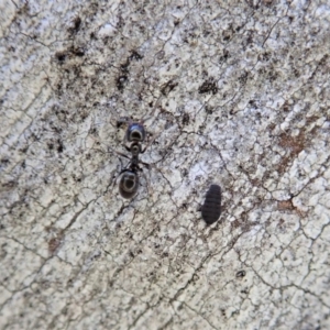 Hypogastrura sp. (genus) at Holt, ACT - 11 Aug 2020