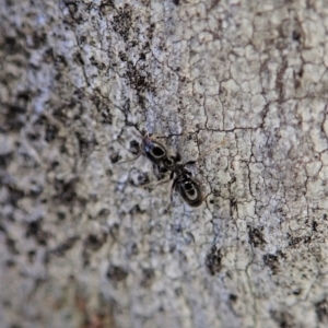 Anonychomyrma sp. (genus) at Holt, ACT - 11 Aug 2020 03:21 PM