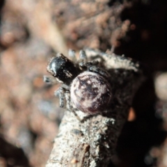 Maratus calcitrans at Holt, ACT - 10 Aug 2020