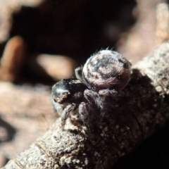 Maratus calcitrans at Holt, ACT - suppressed