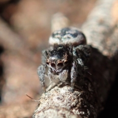 Maratus calcitrans at Holt, ACT - 10 Aug 2020