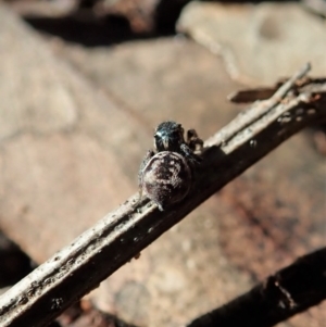 Maratus calcitrans at Holt, ACT - suppressed