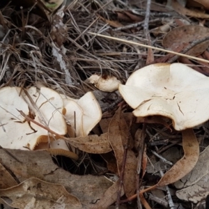 zz agaric (stem; gills white/cream) at Latham, ACT - 12 Aug 2020