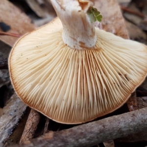 zz agaric (stem; gills white/cream) at Latham, ACT - 12 Aug 2020