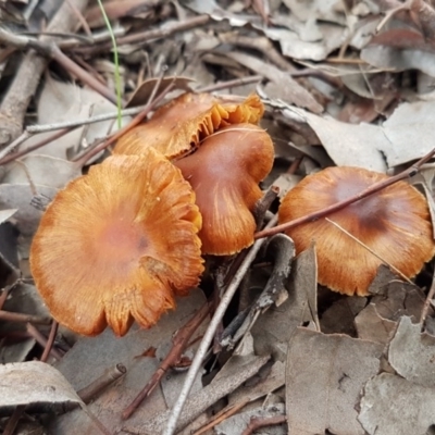 zz agaric (stem; gills not white/cream) at Umbagong District Park - 12 Aug 2020 by tpreston