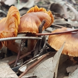 zz agaric (stem; gills not white/cream) at Macgregor, ACT - 12 Aug 2020