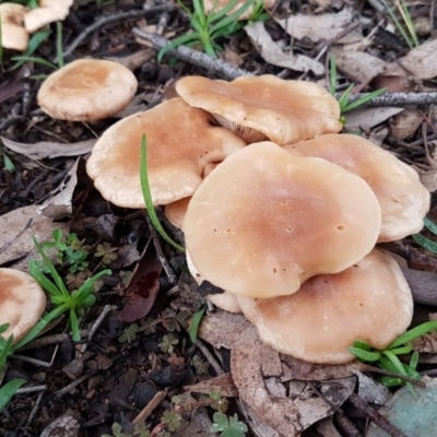 zz agaric (stem; gills white/cream) at Latham, ACT - 12 Aug 2020 by trevorpreston