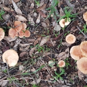 zz agaric (stem; gills white/cream) at Latham, ACT - 12 Aug 2020