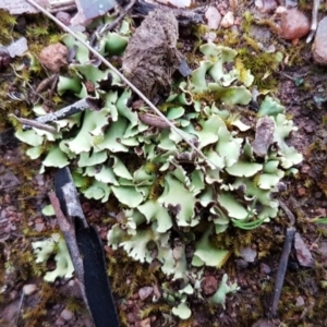 Heterodea sp. at Latham, ACT - 12 Aug 2020