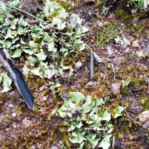 Heterodea sp. at Latham, ACT - 12 Aug 2020