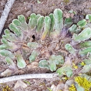 Riccia cartilaginosa at Latham, ACT - 12 Aug 2020