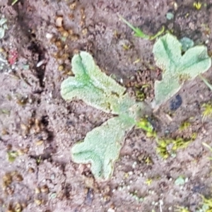 Riccia cartilaginosa at Latham, ACT - 12 Aug 2020