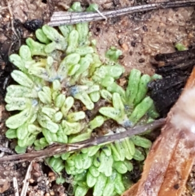 Riccia subbifurca (Liverwort) at Latham, ACT - 12 Aug 2020 by trevorpreston