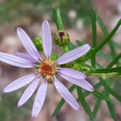 Olearia tenuifolia (Narrow-leaved Daisybush) at Macgregor, ACT - 12 Aug 2020 by trevorpreston