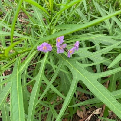 Solanum vescum (Green Kangaroo Apple) at Bendalong, NSW - 11 Aug 2020 by margotallatt