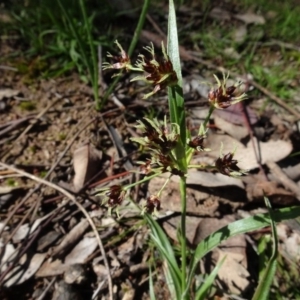 Luzula meridionalis at Bookham, NSW - 29 Jul 2020