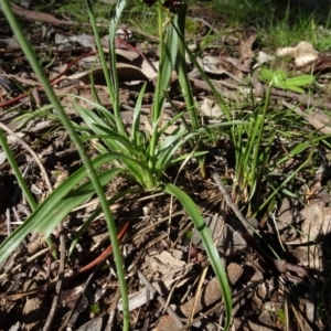 Luzula meridionalis at Bookham, NSW - 29 Jul 2020 12:40 PM