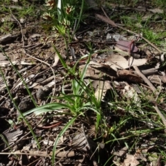 Luzula meridionalis at Bookham, NSW - 29 Jul 2020 12:40 PM