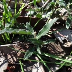 Billardiera scandens at Bookham, NSW - 29 Jul 2020 12:42 PM