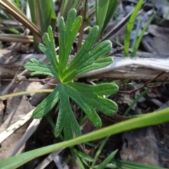 Geranium sp. at Bookham, NSW - 29 Jul 2020