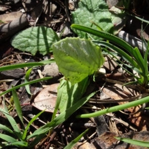 Cymbonotus sp. (preissianus or lawsonianus) at Bookham, NSW - 29 Jul 2020