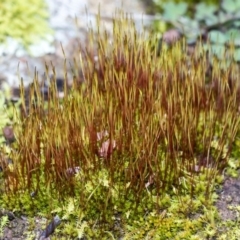 Unidentified Moss, Liverwort or Hornwort at Holt, ACT - 4 Aug 2020 by Alison Milton