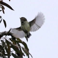 Smicrornis brevirostris (Weebill) at Acton, ACT - 11 Aug 2020 by RodDeb