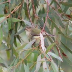 Smicrornis brevirostris at Acton, ACT - 11 Aug 2020