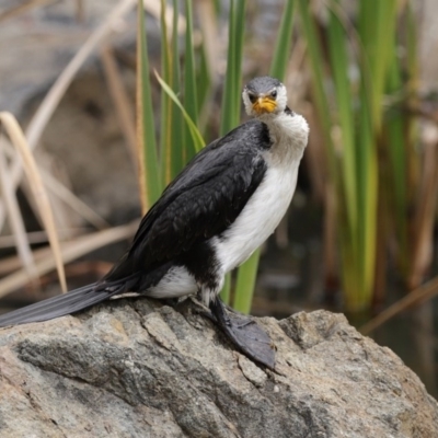 Microcarbo melanoleucos (Little Pied Cormorant) at ANBG - 11 Aug 2020 by RodDeb