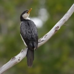 Microcarbo melanoleucos at Acton, ACT - 11 Aug 2020