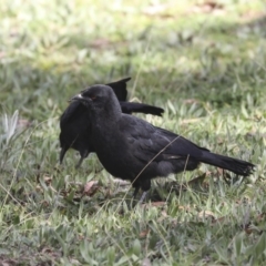 Corcorax melanorhamphos (White-winged Chough) at Holt, ACT - 10 Aug 2020 by Alison Milton