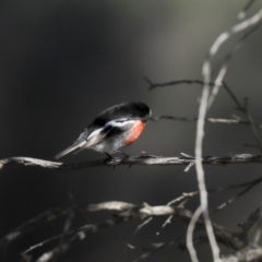 Petroica boodang (Scarlet Robin) at The Pinnacle - 10 Aug 2020 by AlisonMilton