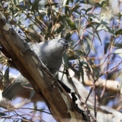 Colluricincla harmonica (Grey Shrikethrush) at The Pinnacle - 10 Aug 2020 by AlisonMilton